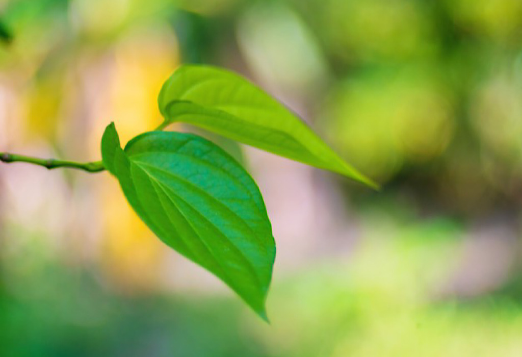 Gatal daun dengan cara menghilangkan selangkangan sirih di Pondok herbal: